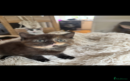 Persian cats for sale: Beautiful Persian x Tabby kitten! - Image 4