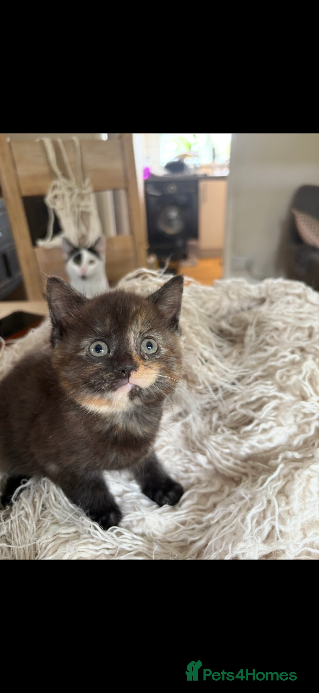 Persian cats for sale: Beautiful Persian x Tabby kitten! - Image 4