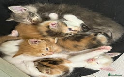 Maine Coon cats for sale: Adorable Half Maine Coon Kittens for Sale  - Image 14