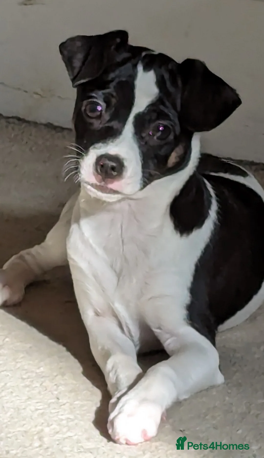 Mixed Breed dogs for sale: Gorgeous little girl in need of a forever home - Advert 28