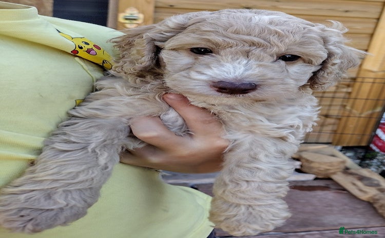 Cockapoo dogs - Advert 2
