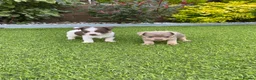Jack Russell dogs for sale: Gorgeous Miniature Jack Russell Puppies  - Advert 21