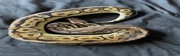 Python Snake reptiles for sale: Various Royal Pythons - Advert 2