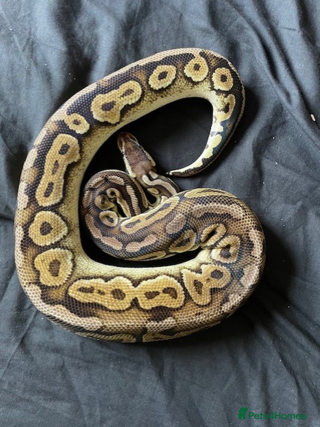 Python Snake reptiles for sale: Various Royal Pythons - Image 2