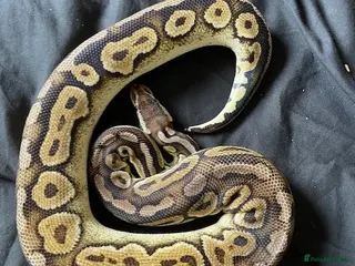 Python Snake reptiles Various Royal Pythons - Advert 18