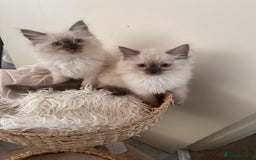 Ragdoll cats for sale: Beautiful Ragdoll kittens  - Image 2