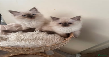 Ragdoll cats - Advert 3