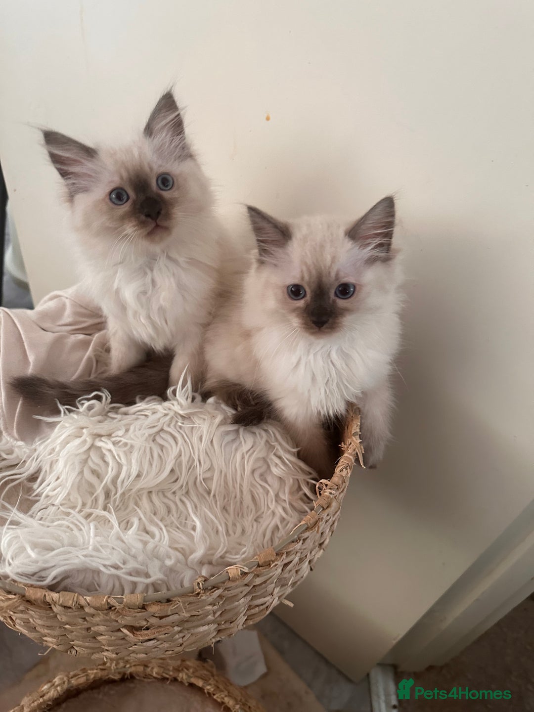 Ragdoll cats for sale: Beautiful Ragdoll kittens  - Image 2