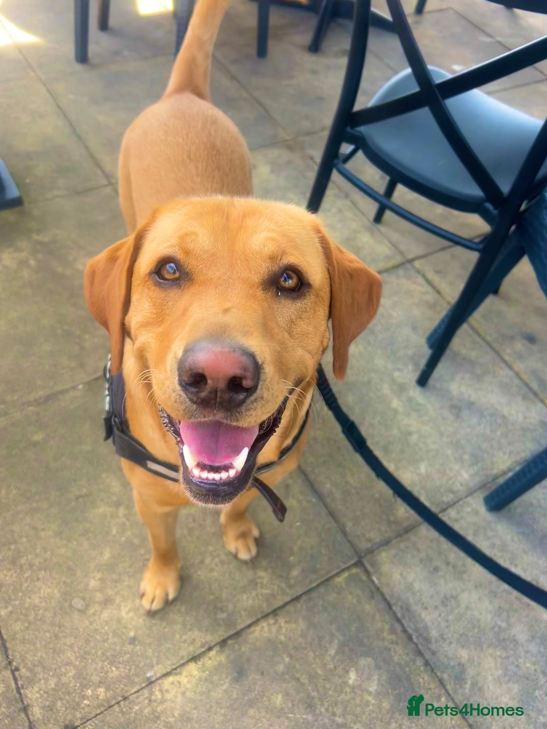 Labrador Retriever dogs for stud: Fox red labrador for stud  - Image 2