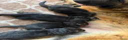 German Shepherd dogs for sale: Long hair Czech/Polish German Sherpard - Advert 33