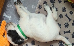 Sprocker dogs for sale: STRIKING BLUE ROAN SPROCKER PUPPIES  - Image 16