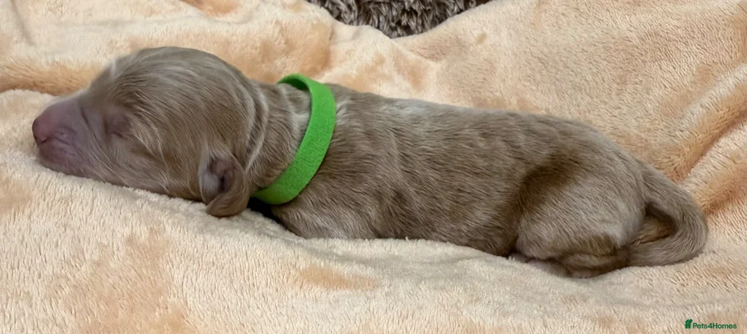 Double Doodle dogs for sale: Sunning littler of Doubledoodle puppies in Grimsby - Advert 40