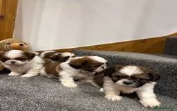 Shih Tzu dogs for sale: Summer Shihtzu Puppies - Image 9