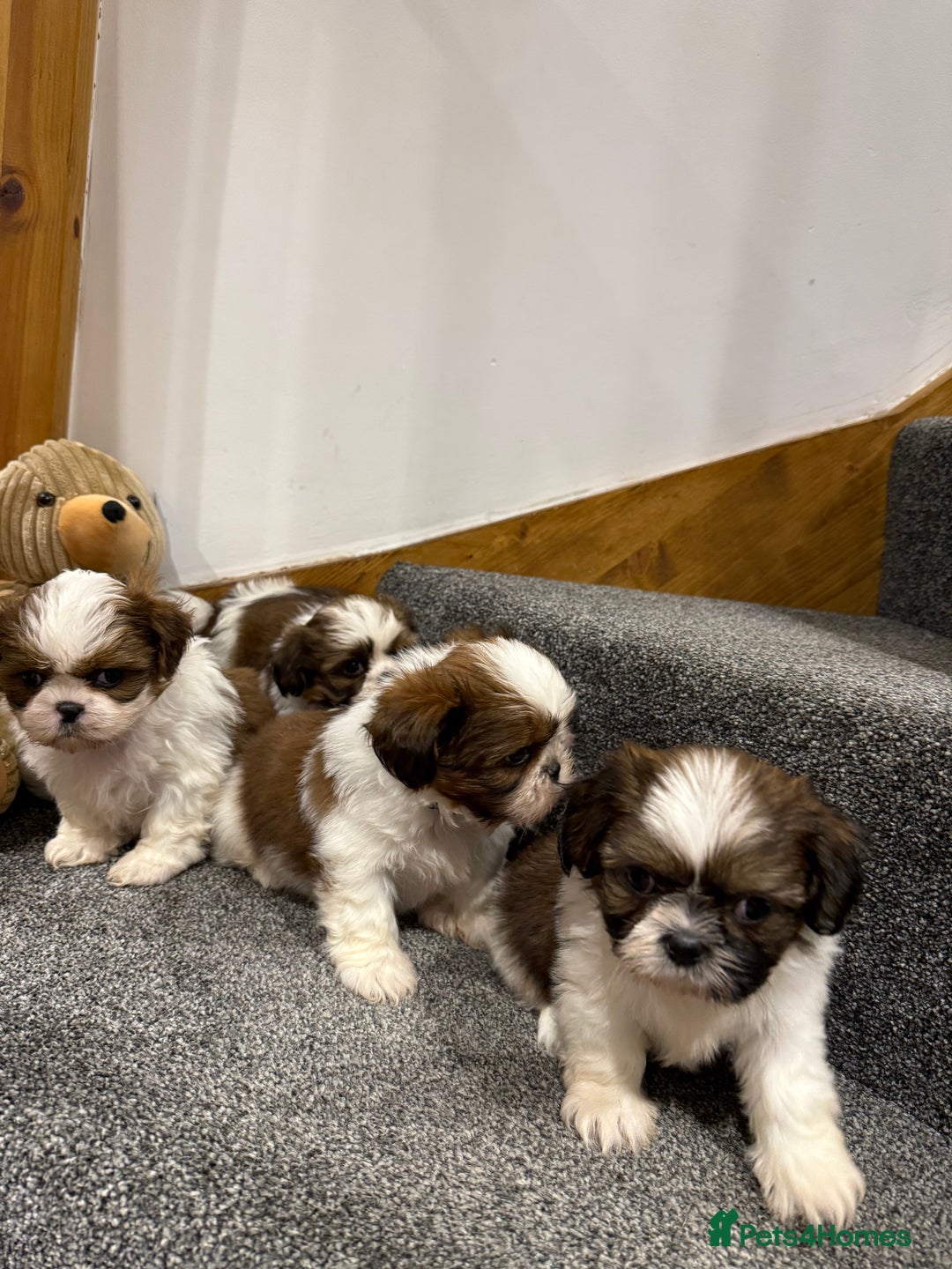 Shih Tzu dogs for sale: Summer Shihtzu Puppies - Image 9