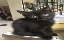 Scottish Fold cats for sale: STUNNING KITTENS FOR SALE! - Advert 13