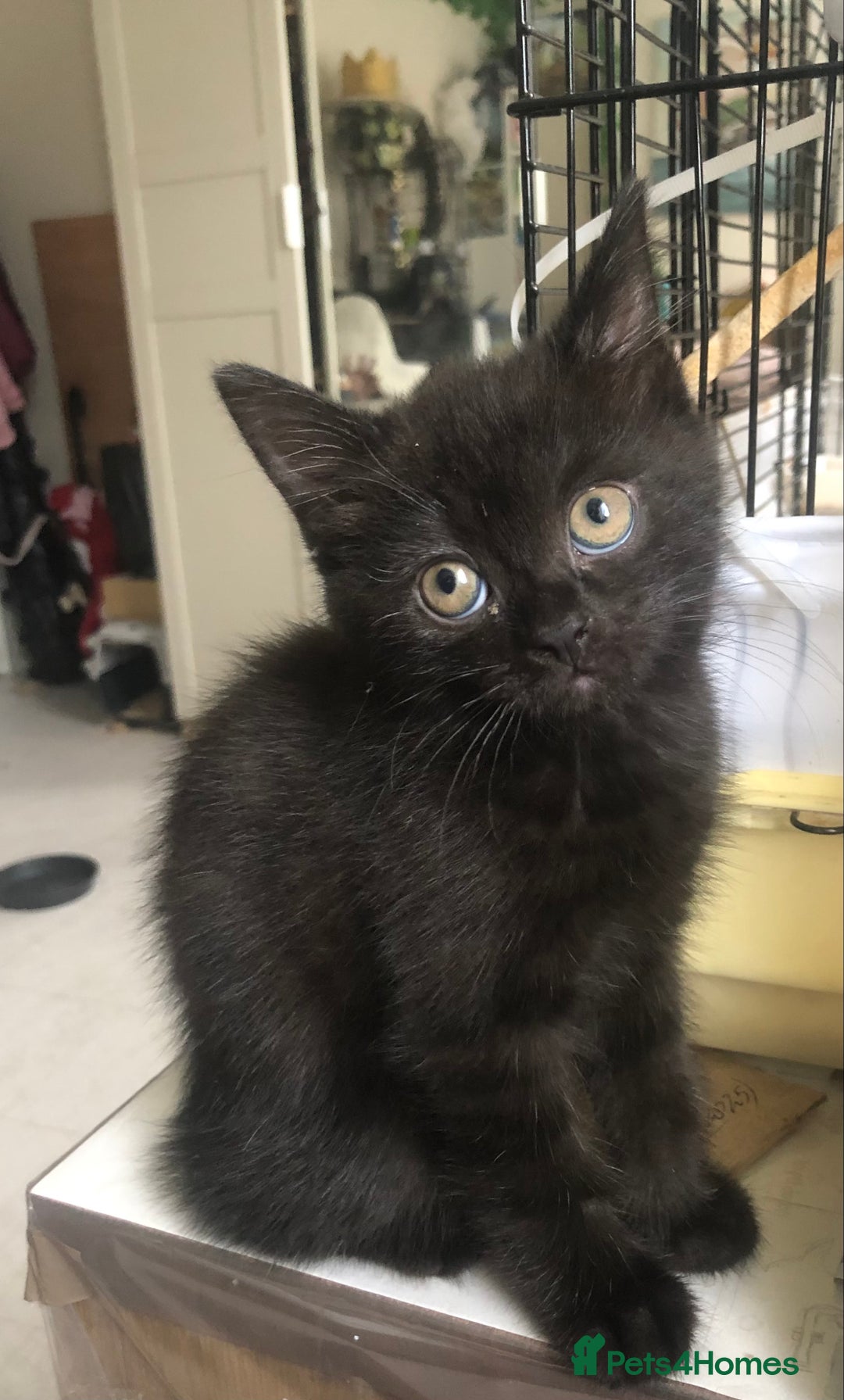 Scottish Fold cats for sale: STUNNING KITTENS FOR SALE! - Advert 13