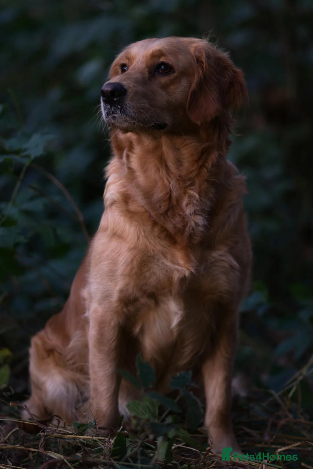 Golden Retriever dogs for sale: Fully Health Tested - KC Reg Golden Retrievers - Advert 2