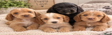 Cocker Spaniel 2
