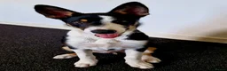Border Collie dogs for sale: Border collie looking for forever home  in Livingston - Advert 2