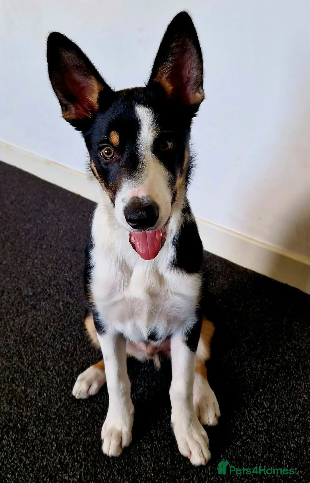 Border Collie dogs for sale: Border collie looking for forever home  in Livingston - Advert 2