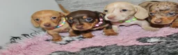 Miniature Dachshund dogs for sale: 🩷✨ extra small Dachshund pups KC kanninchen 🩷✨  - Advert 6