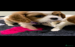 Cavalier King Charles Spaniel dogs for sale: Pedigree cavalier puppies  - Image 1