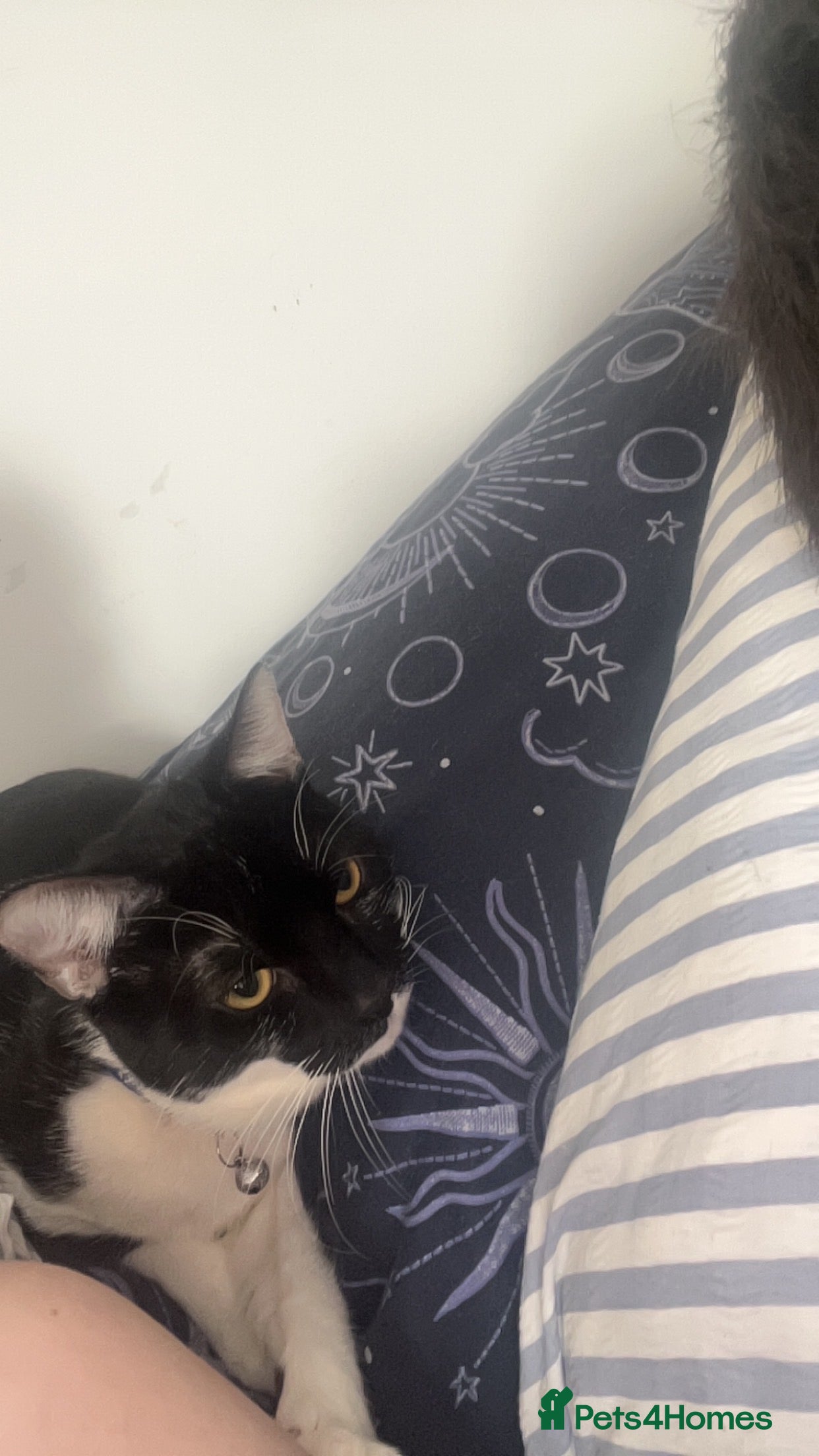 Domestic Shorthair cats Male Cat one years old to be rehomed in Bristol - Advert 1