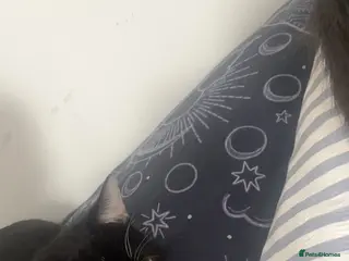 Domestic Shorthair cats Male Cat one years old to be rehomed in Bristol - Advert 1