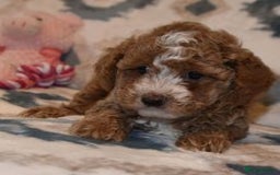 Goldendoodle dogs for sale: Goldendoodle puppies for sale  - Image 5