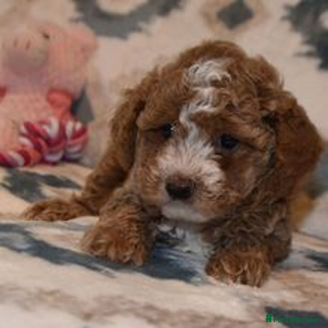 Goldendoodle dogs for sale: Goldendoodle puppies for sale  - Image 5