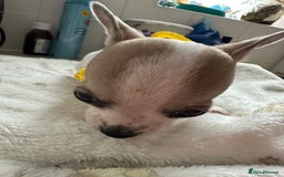 Mixed Breed dogs for sale: Jack chi puppies - Image 2