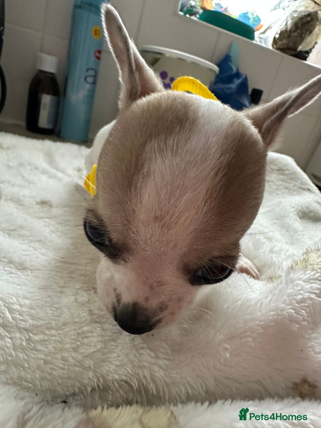 Mixed Breed dogs for sale: Jack chi puppies - Image 2