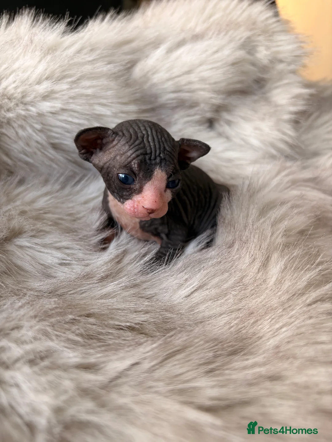 Sphynx cats for sale: 😍beautiful Sphynx kittens😍 6th may - Advert 1