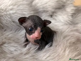 Sphynx cats 😍beautiful Sphynx kittens😍 6th may - Advert 1