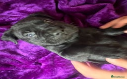 Mixed Breed dogs for sale: Cane Corso × Rottweiler/Bordeaux Puppies All Girls - Image 2