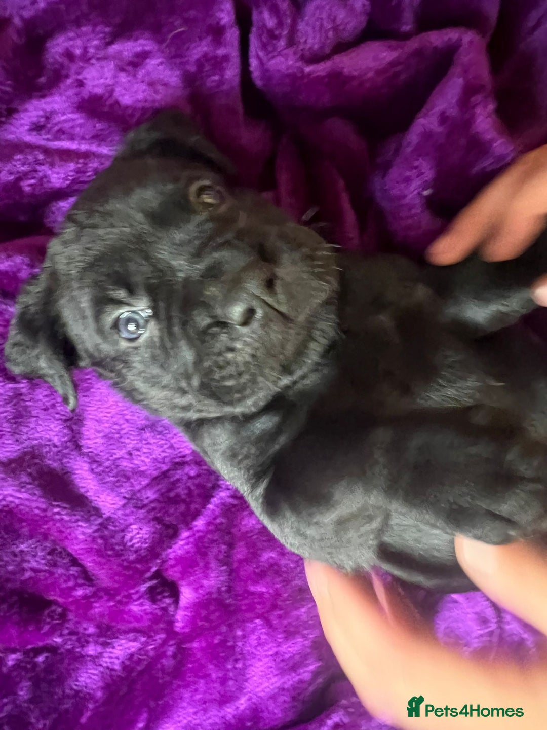 Mixed Breed dogs for sale: Cane Corso × Rottweiler/Bordeaux Puppies All Girls - Image 2