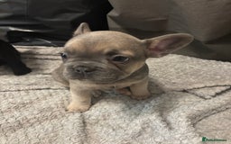 French Bulldog dogs for sale: French bulldogs ready now!  - Image 11