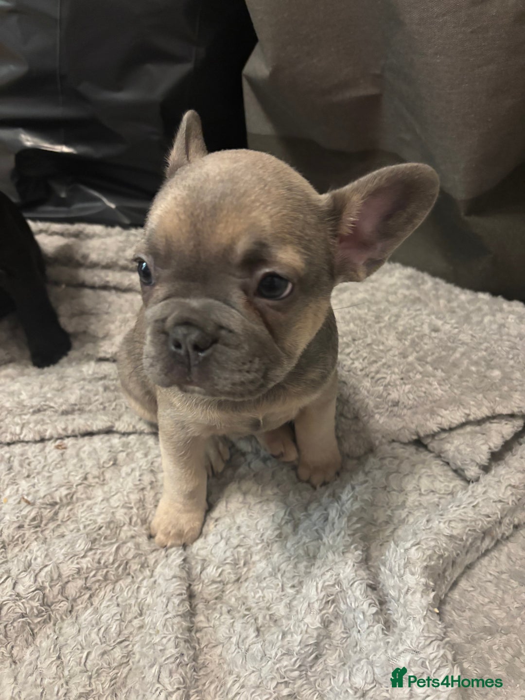 French Bulldog dogs for sale: French bulldogs ready now!  - Image 11