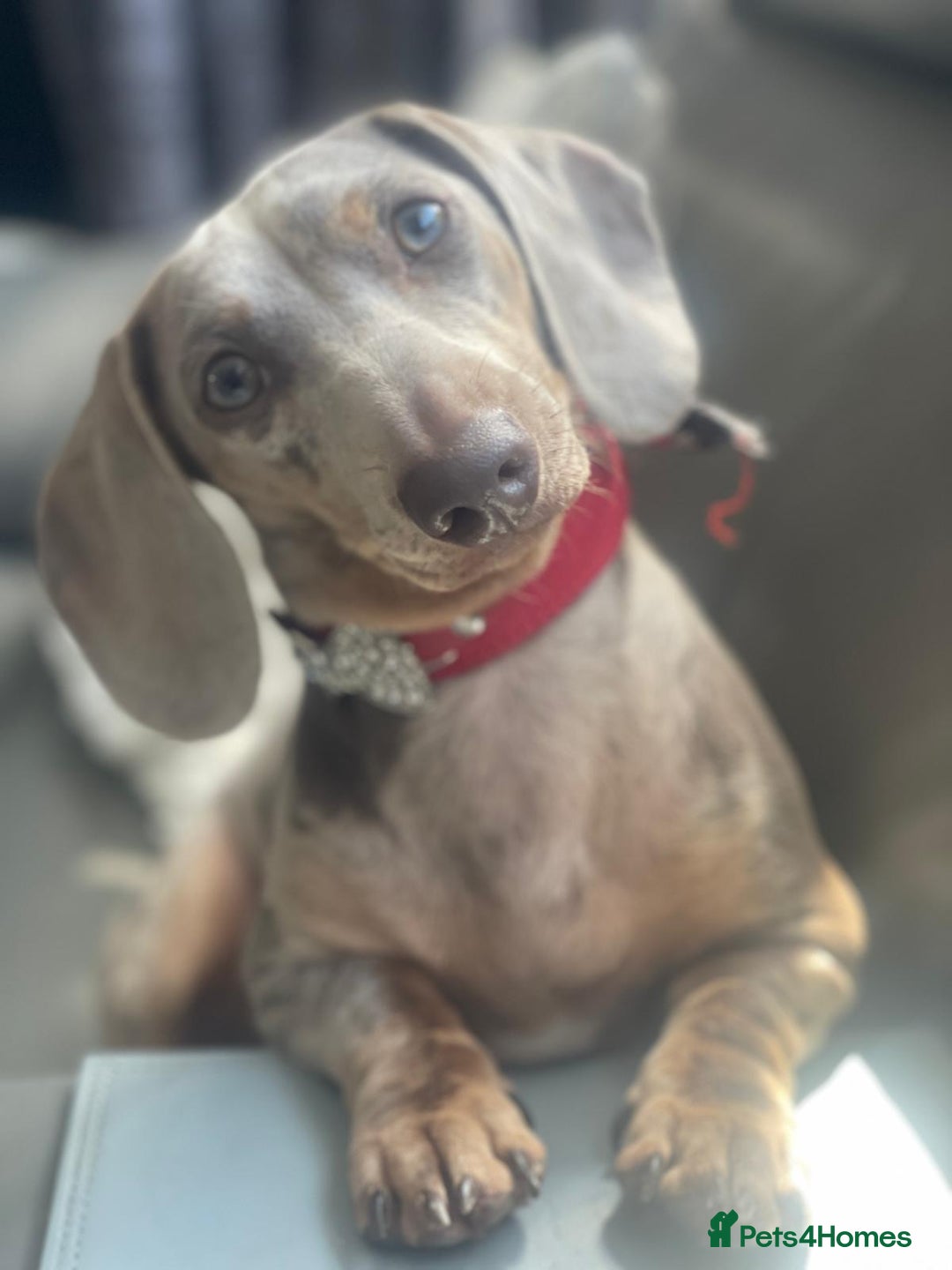 Miniature Dachshund dogs for sale: Little lady - Advert 3