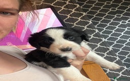 Mixed Breed dogs for sale: For sale puppies sprollies  - Image 6