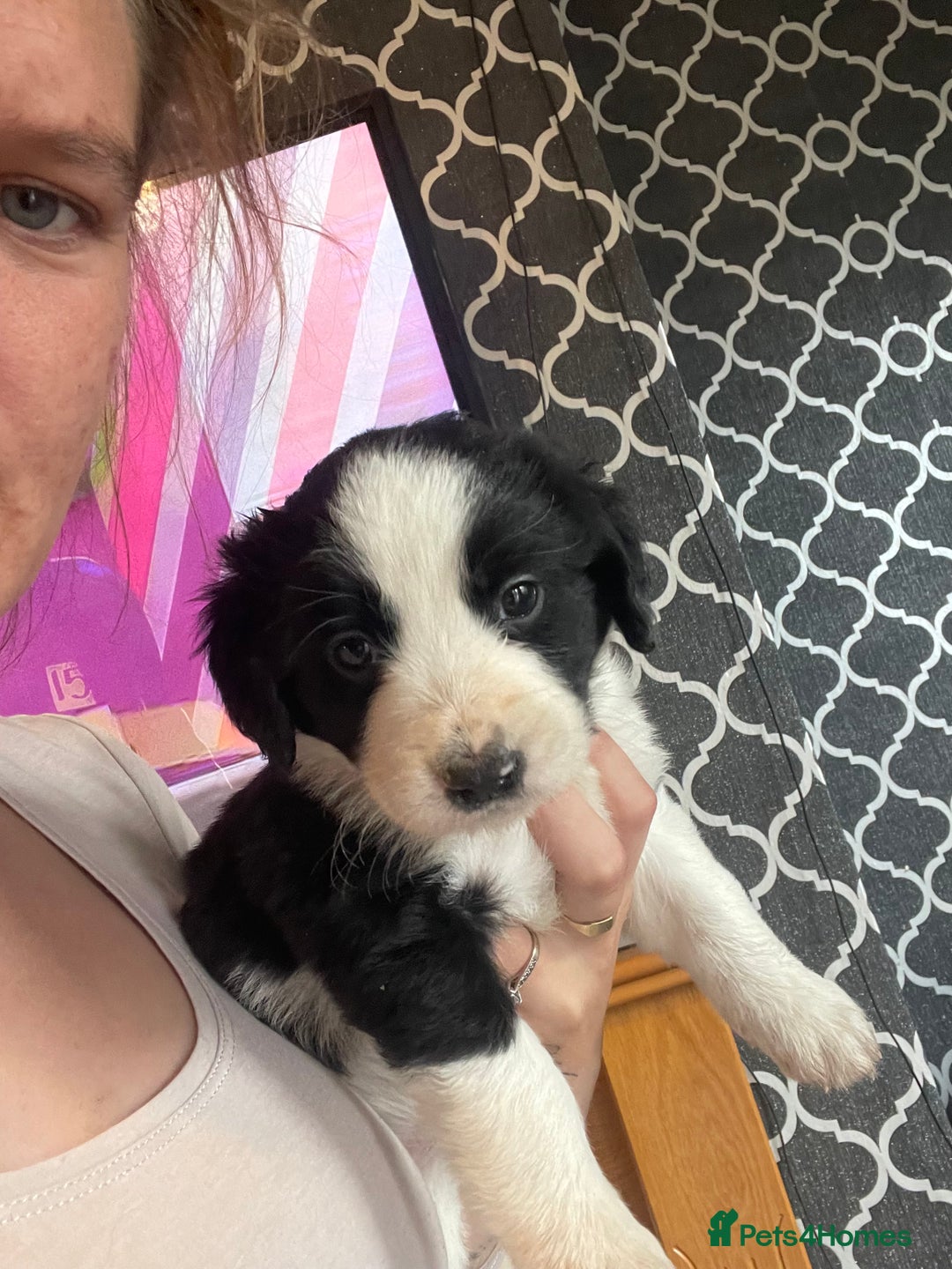Mixed Breed dogs for sale: For sale puppies sprollies  - Image 6