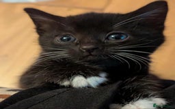 Mixed Breed cats for sale: Kitten Beau  - Image 18