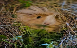 Guinea Pig rodents for sale: 2 Female Guinea Pigs  - Advert 5