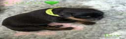 Rottweiler dogs for sale: 🐾 Beautiful Rottweiler Puppies 🐾 - Advert 20