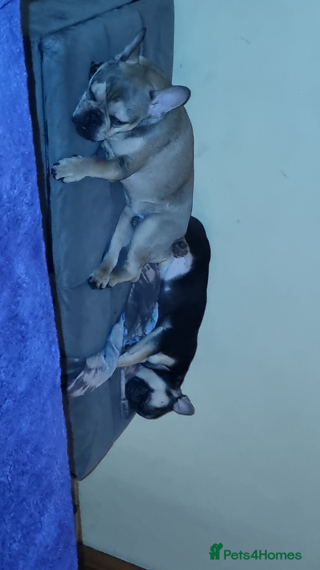 French Bulldog dogs for sale: Male and Female Frenchie for sale - Image 4