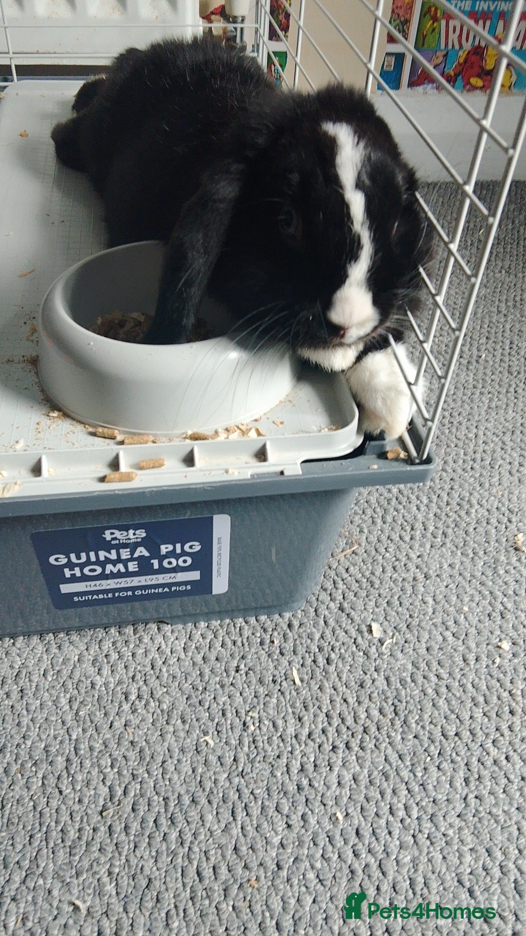 Mini Lop rabbits Mini lop rabbit  - Advert 1