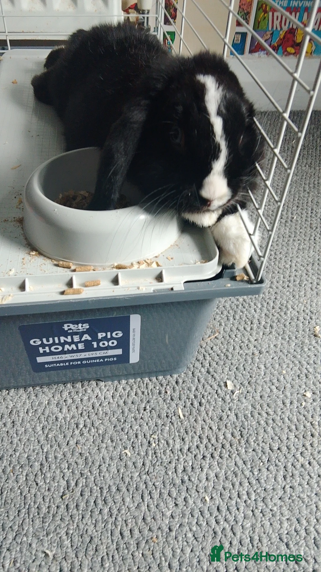 Mini Lop rabbits for sale: Mini lop rabbit  - Advert 1