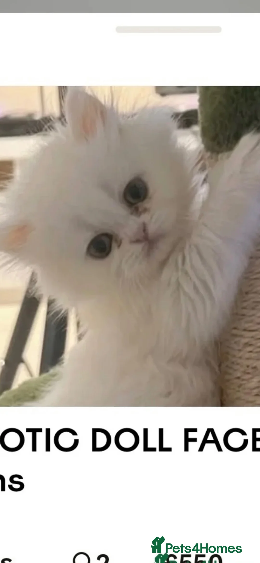 Persian cats for sale: PERSIAN ♥️🍃 ꨁ 🍃 ҉EXOTIC DOLL FAC - Advert 1