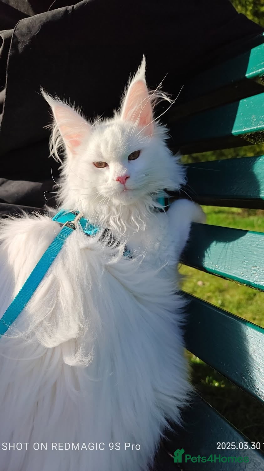 Maine Coon cats Maine coon Blue eyes + Long Hair - Advert 16
