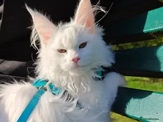 Maine Coon cats Maine coon Blue eyes + Long Hair - Advert 16